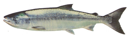 chum